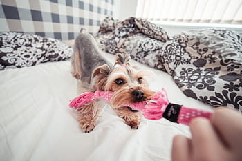 lucu, bermain, anjing yorkie, Yorkie, Anjing, di Rumah, Rumah # 2, hewan, tempat tidur, kamar tidur, keluarga