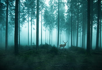 foresta, Hirsch, natura, nebbia, selvaggio, capriolo, cervo, animale selvaggio, albero