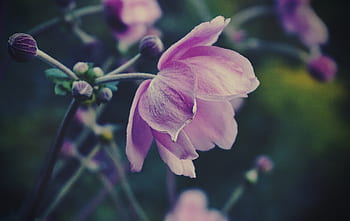 flowers, garden, nature, outdoors, spring, summer, bloom, blossom, botany, plants, wildlife