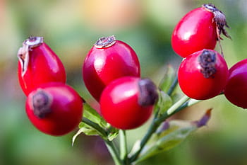 tæt på, Foto, rød, frugter, rose hofte, canina, frugt, vild rose, natur, plante, steg drivhus