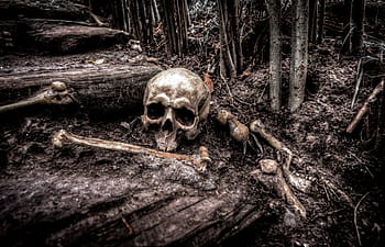 human, skull, brown, soil, skull and bones, forest, bones, skeleton, head, death, dead