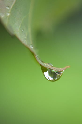 rugiada, gocce, natura, pianta, bagnato, acqua, gocciolina, avvicinamento, verde, minimo, pioggia