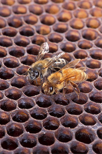two, brown-and-black honey bees, honeybee, african, european, bees, honey, honeycomb, insect, pollination, beehive