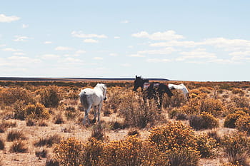 entendu, cheval, champ d'herbe, bleu, ciel, blanc, noir, marron, plante, les chevaux, pâturer