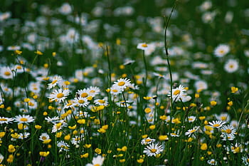 selektiv, fokus fotografering, daisy flower field, natur, tusindfryd, blomster, gul, hvid, grøn, eng, sommer