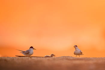 flach, fokus fotografie, Vögel, zwei, Küken, Makro, Schuss, Fotografie, Tier, Orange, Himmel