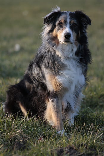 adult, blue, merle australian shepherd, sitting, grass field photography, australian shepherd, dog, pet, animal portrait, blue merle