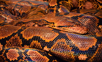 brown, black, python snake, snake, snape, reptile