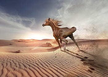 desert, sand, sky, nature, sunset, arabian horse, run, escape, dramatic, summer, animal