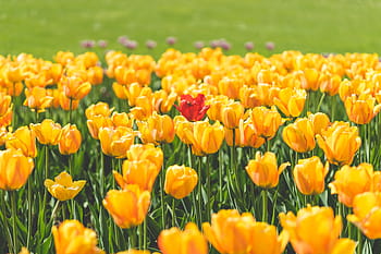 チューリップの花、 囲まれています、 1つ、 赤、 チューリップ、 花、 黄色、 カラフル、 庭園、 緑、 自然
