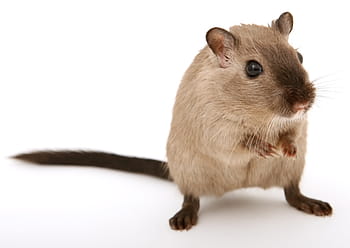 brown, black, rodent, animal, attractive, beautiful, boy, close, closeup, close-up, creature