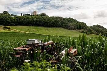 green, plants, daytime, brown, tractor, corn, field, broken, rust, fields, leaves