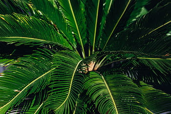 hijau, tanaman, daun, Close-up, tanaman hijau, daun tanaman, alam, Pohon palem, Iklim tropis, Warna hijau, pohon