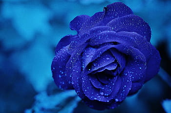 fiore blu petalo, rosa, blu, fiore, fioriture di rose, Rose, amore, Borgogna, sfondo, viola, natura