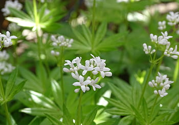 mařinka vonná, voňavé bedstraw, galium odoratum, maikraut, léčivé byliny, berliner weisse