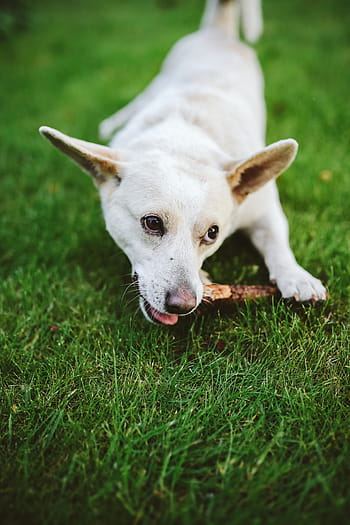 jogando, vara, cão, animal, diversão, feliz, jogar, cachorro branco, animais de estimação, grama, fofa