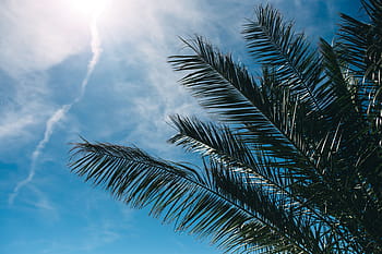 緑のヤシの木、 緑、 夏、 自然、 空、 葉、 木、 屋外、 熱帯、 サゴヤシ、 ヤシ