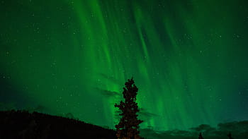 silhouette photo, tree, northern lights, green, aurora, borealis, astronomy, phenomenon, aurora borealis, silhouette, atmosphere