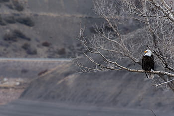 flach, fokus fotografie, kahl, Adler, ausruhen, Baum, Ast, Pflanze, Natur, Schnee, Winter