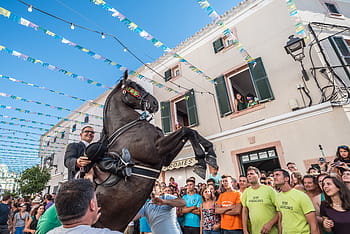 gruppo, persone, Guardando, cavallo, strada, uomo, equitazione, nero, parata, giorno, architettura
