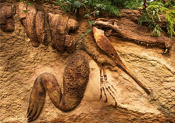 fossil, sandstone, ancient, crocodile, dinosaur, fossilized, sand, geology, prehistoric, paleontology, mountain