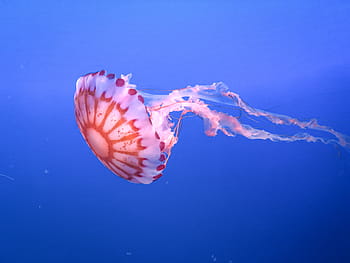 jellyfish, water, animal, blue, texture, nature, ocean, underwater, creature, wildlife, wallpaper