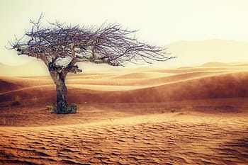 leafless tree, desert, drought, landscape, sand, tree, nature, sand dune, dry, hot, wasteland