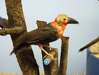 --, Mounted, Bornean Bristlehead, Pityriasis gymnocephala, aves, avian, birds, photos, Mounted Bornean Bristlehead, public domain, bird