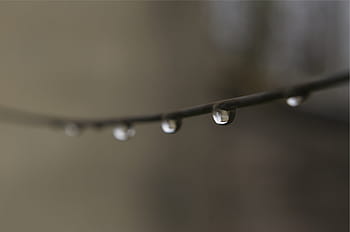 selective, focus photography, water dews, branch, water, droplet, focus, drops, wire, drop, close-up