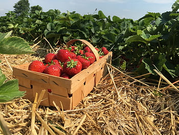 Strawberries, Straw, Berries, strawberry plant, strawberry patch, agriculture, harvesting, healthy eating, freshness, vegetable, farm