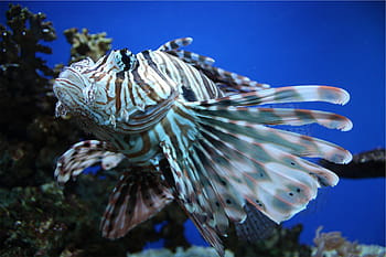 bianca, grigio, squatina, vicino, foto, Leone, pesce, sott'acqua, mare, oceano, subacqueo
