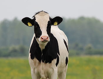 wit, zwart, koe, rundvlees, vee, Holstein, dier, landbouw, melkkoe, herbivoren, weide