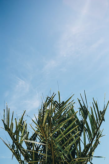 緑のヤシの木、 緑、 ヤシの木、 夏、 自然、 空、 葉、 木、 屋外、 熱帯、 サゴヤシ
