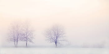 snow, covered, bare, trees, winter landscape, nature, snowy, tree, zing, cold, branches