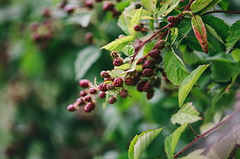 frutas, legumes, jardim, flores, no jardim, flora, flor, florescendo, floral, folha, folhas