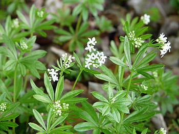 mařinka vonná, květ, bílý, list, stonek, zelená, galium odoratum, lesní rostlina, galium, listnatý les, kumarin