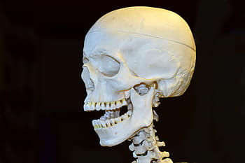 postać szkieletu, śmierć, czaszka, szkielet, kość, przerażenie, anatomia, kość czaszki, Anatomia człowieka, głowa, czaszka i Piszczele
