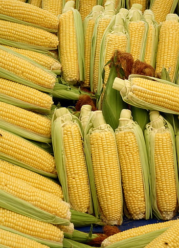 soubor, žlutá, kukuřice, kukuřičný klas, zelenina, jídlo, zeleninové mais, popcorn, Příroda, Lahodné, kukuřičné vlasy