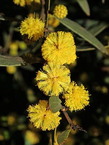 wattle, acacia, australian, native, tree, yellow flower, nature