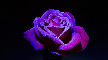 shallow, focus photography, purple, rose, closeup photography, dark background, flower, blue, studio shot, human body part, black background