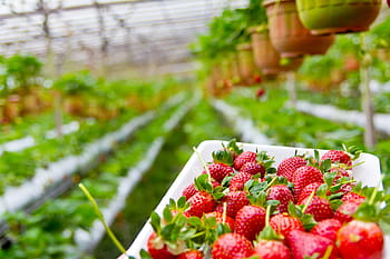 selective, focus photography, strawberries, strawberry, plantation, growing, plant, organic, red, fruit, farm