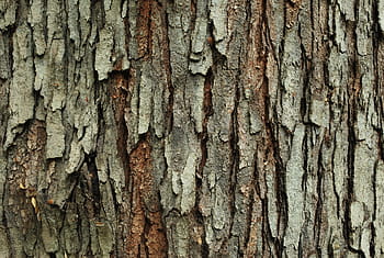Texture, Tree, Wood, nature, forest, wood - Material, backgrounds, tree Trunk, woodland, bark, brown