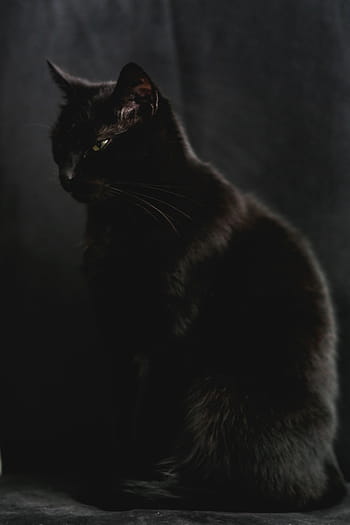 黒、 猫、 肖像画、 黒猫、 ペット、 動物、 飼い猫、 哺乳類、 毛皮、 見ている、 かわいい