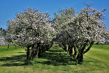 green-and-brown trees, lined, green, grass field, daytime, in the garden, spring, tree, cherry, season, branch