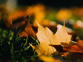 selettivo, fotografia a fuoco, foglia di acero, fotografia, acero, foglia, le foglie, erba, natura, autunno, messa a fuoco selettiva