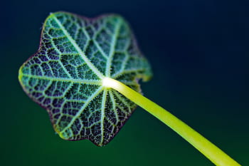 Fermer, vert, violet, feuille de la plante, plante, feuille, tige, la nature, brouiller, couleur verte, prise de vue en studio