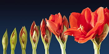 rouge, fleur pétale, Floraison, vert, fleur, croître, laps de temps, séquence, amaryllis, plante, botanique