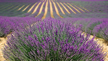 nachový, pole květy, levandule, pole levandule, francouzská levandule, pole, květ, Příroda, letní, přírodní, provence