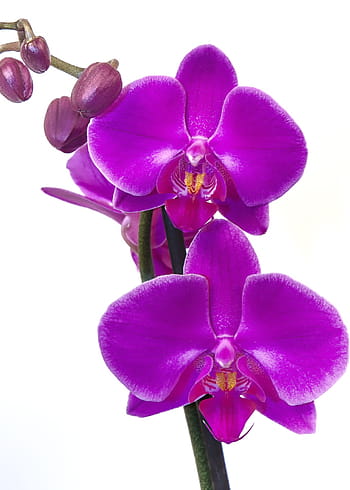 detail, můra orchidej květina, orchidej, phalaenopsis, růžový, nachový, květ, exotický, phalaenopsis orchidej, tropický, motýl orchidej