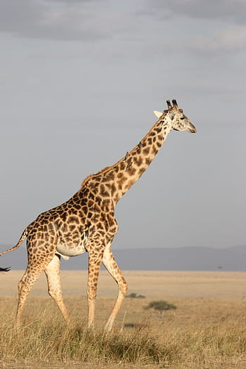 žirafa, zvadlý, tráva, vysoký, savec, Afrika, Jižní Afrika, divoký, Příroda, volně žijících živočichů, zvířat